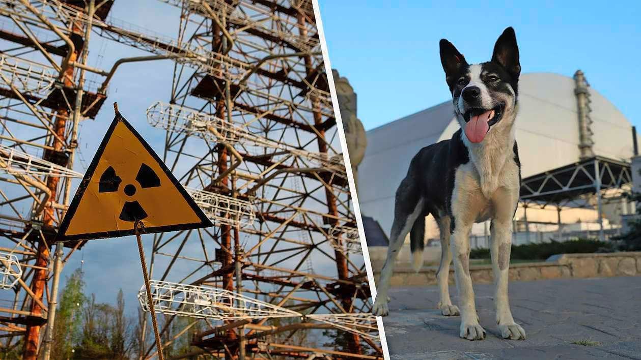 Na 40 jaar is Tsjernobyl ’paradoxale oase’ vol leven: ’Honden slaagden erin te overleven in zeer giftige omgeving’